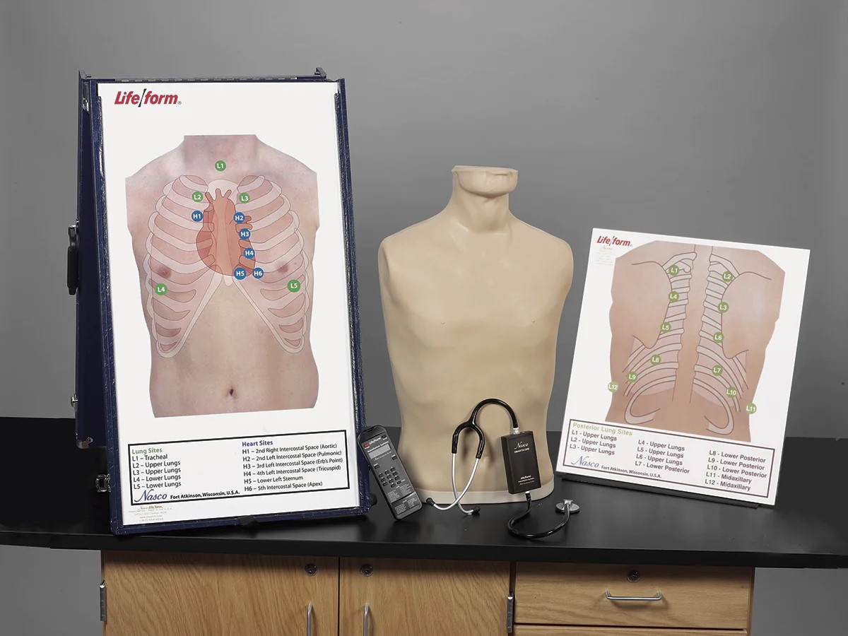 Deluxe auscultation training station